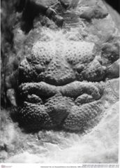 Historisches Foto von Abyssophthalmus mirus (Moericke, 1889) (NHMW-AFW-GEO-BACHMAYER-FOTO-1990-0041-2316)